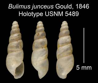 To NMNH Extant Collection (Bulimus junceus Gould, 1846     Holotype USNM 5489)
