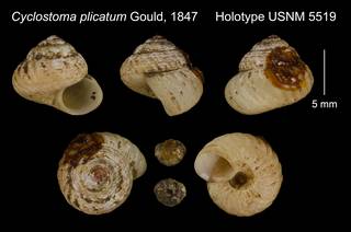 To NMNH Extant Collection (Cyclostoma plicatum Gould, 1847     Holotype USNM 5519)