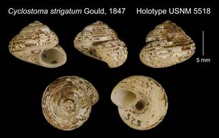 To NMNH Extant Collection (Cyclostoma strigatum Gould, 1847     Holotype USNM 5518)