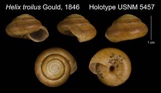 To NMNH Extant Collection (Helix troilus Gould, 1846     Holotype USNM 5457)