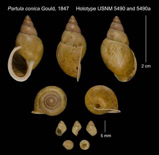 To NMNH Extant Collection (Partula conica Gould, 1847     Holotype USNM 5490 USNM 5490a)