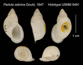 To NMNH Extant Collection (Partula zebrina Gould, 1847     Holotype USNM 5491)