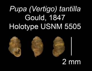 To NMNH Extant Collection (Pupa (Vertigo) tantilla Gould, 1847     Holotype USNM 5505)