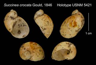 To NMNH Extant Collection (Succinea crocata Gould, 1846     Holotype USNM 5421)