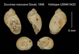To NMNH Extant Collection (Succinea manuana Gould, 1846     Holotype USNM 5423)