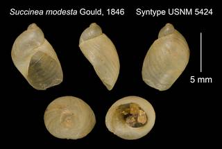 To NMNH Extant Collection (Succinea modesta Gould, 1846     Syntype USNM 5424)