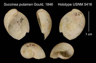 To NMNH Extant Collection (Succinea putamen Gould, 1846     Holotype USNM 5416)