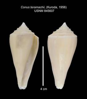 To NMNH Extant Collection (IZ MOL 845607 Shell 1 Plate)