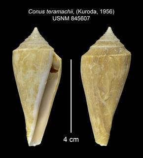 To NMNH Extant Collection (IZ MOL 845607 Shell 2 Plate)
