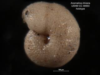 To NMNH Paleobiology Collection (Anomalina chirana CC 48993 holo 3)
