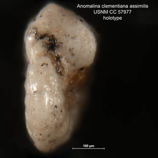To NMNH Paleobiology Collection (Anomalina clementiana assimilis CC 57977 holo 2)