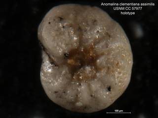 To NMNH Paleobiology Collection (Anomalina clementiana assimilis CC 57977 holo 3)