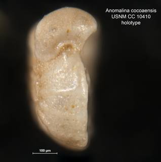 To NMNH Paleobiology Collection (Anomalina cocoaensis CC 10410 holo 2)