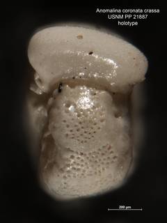 To NMNH Paleobiology Collection (Anomalina coronata crassa PP 21887 holo 2)