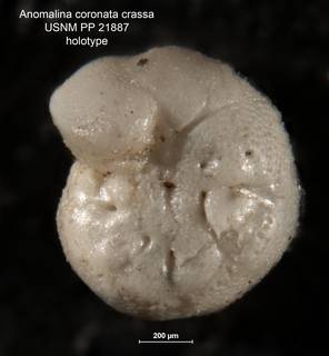 To NMNH Paleobiology Collection (Anomalina coronata crassa PP 21887 holo 3)
