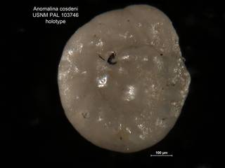 To NMNH Paleobiology Collection (Anomalina cosdeni 103746 holo)