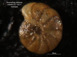 To NMNH Paleobiology Collection (Anomalina costiana CC 12211 holo 3)