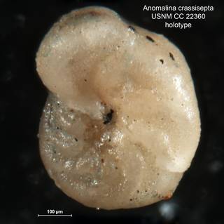 To NMNH Paleobiology Collection (Anomalina crassisepta CC 22360 holo3)