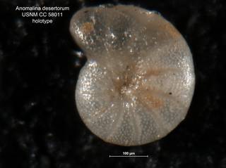 To NMNH Paleobiology Collection (Anomalina desertorum CC 58011 holo3)
