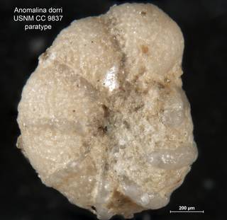 To NMNH Paleobiology Collection (Anomalina dorri CC 9837 para rt1)