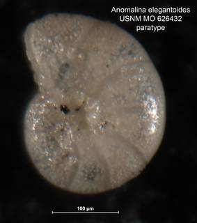 To NMNH Paleobiology Collection (Anomalina elegantoides 626432 para3)