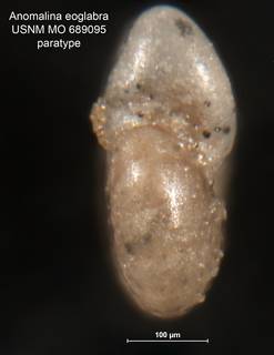 To NMNH Paleobiology Collection (Anomalina eoglabra 689095 para 2)
