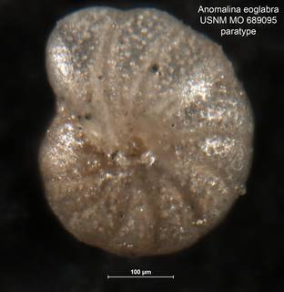 To NMNH Paleobiology Collection (Anomalina eoglabra 689095 para 3)