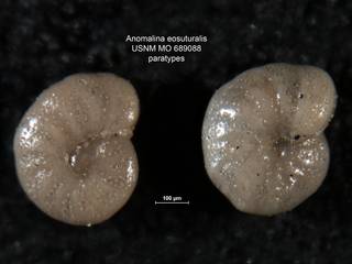 To NMNH Paleobiology Collection (Anomalina eosuturalis 689088 paras 2)
