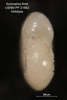 To NMNH Paleobiology Collection (Anomalina flintii PP 21882 holo 2)