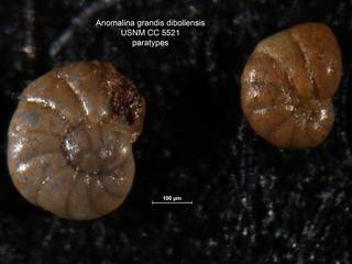 To NMNH Paleobiology Collection (Anomalina grandis dibollensis CC5521 paras lft)