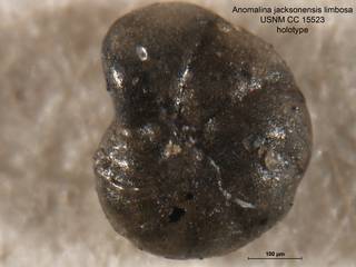 To NMNH Paleobiology Collection (Anomalina jacksonensis limbosa CC 15523 holo3)