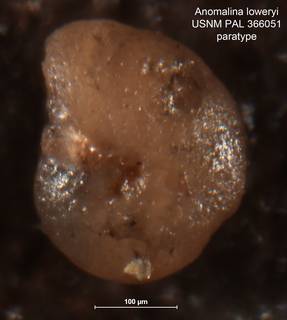 To NMNH Paleobiology Collection (Anomalina loweryi PAL 366051 para)