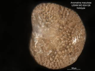 To NMNH Paleobiology Collection (Anomalina maculosa MO 624126 holo 3)
