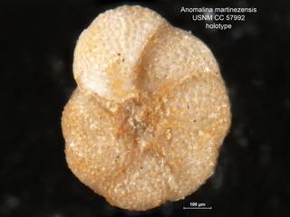 To NMNH Paleobiology Collection (Anomalina martinezensis CC 57992 holo 3)
