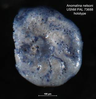To NMNH Paleobiology Collection (Anomalina nelsoni PAL 73688 holo 3)