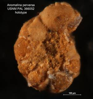 To NMNH Paleobiology Collection (Anomalina perversa PAL 366052 holo 1)
