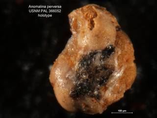 To NMNH Paleobiology Collection (Anomalina perversa PAL 366052 holo 3)