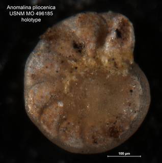 To NMNH Paleobiology Collection (Anomalina pliocenica MO 496185 holo 1)