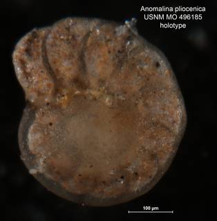 To NMNH Paleobiology Collection (Anomalina pliocenica MO 496185 holo 3)
