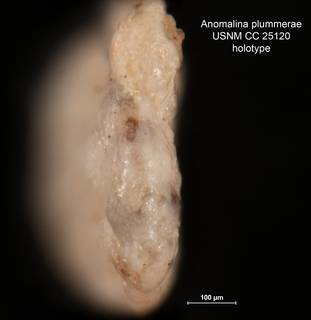 To NMNH Paleobiology Collection (Anomalina plummerae CC 25120 holo 2)
