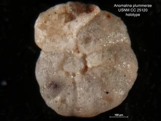 To NMNH Paleobiology Collection (Anomalina plummerae CC 25120 holo 3)