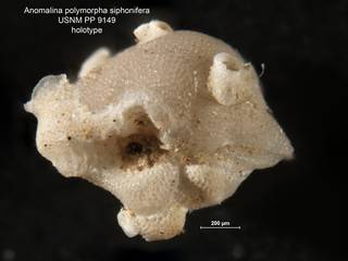 To NMNH Paleobiology Collection (Anomalina polymorpha siphonifera PP 9149 holo 2)