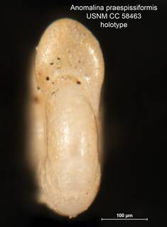 To NMNH Paleobiology Collection (Anomalina praespissiformis CC 58463 holo 2)