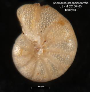 To NMNH Paleobiology Collection (Anomalina praespissiformis CC 58463 holo 3)
