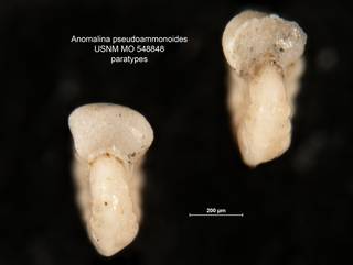 To NMNH Paleobiology Collection (Anomalina pseudoammonoides MO 548848 paras 2)