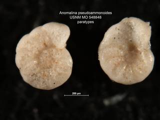 To NMNH Paleobiology Collection (Anomalina pseudoammonoides MO 548848 paras 3)