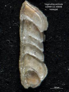 To NMNH Paleobiology Collection (Vaginulina acricula CC45648 holo 1)