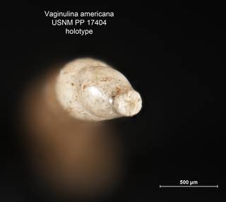 To NMNH Paleobiology Collection (Vaginulina americana PP17404 holo 2)