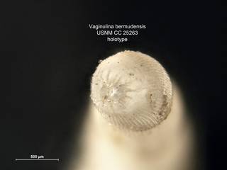 To NMNH Paleobiology Collection (Vaginulina bermudensis CC25263 holo 2)