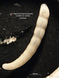 To NMNH Paleobiology Collection (Vaginulina bermudensis CC25263 holo 1)